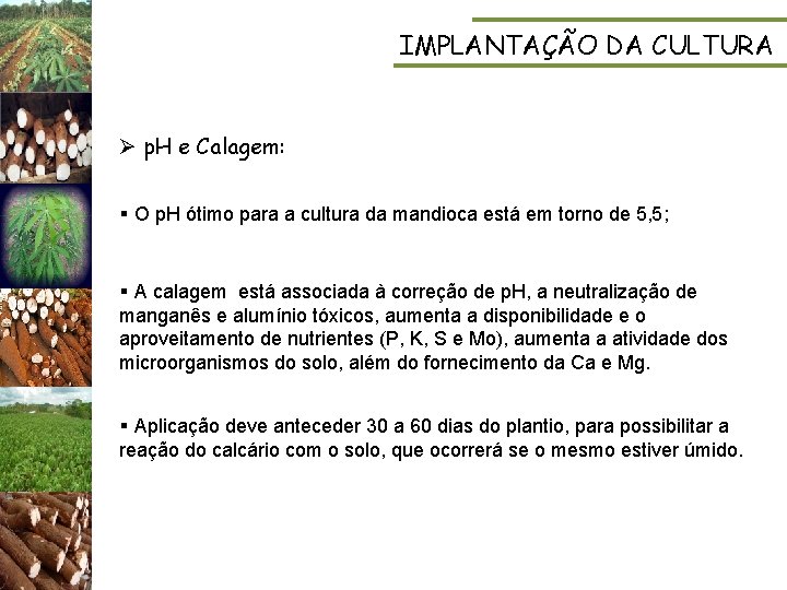 IMPLANTAÇÃO DA CULTURA Ø p. H e Calagem: § O p. H ótimo para