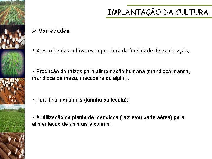 IMPLANTAÇÃO DA CULTURA Ø Variedades: § A escolha das cultivares dependerá da finalidade de