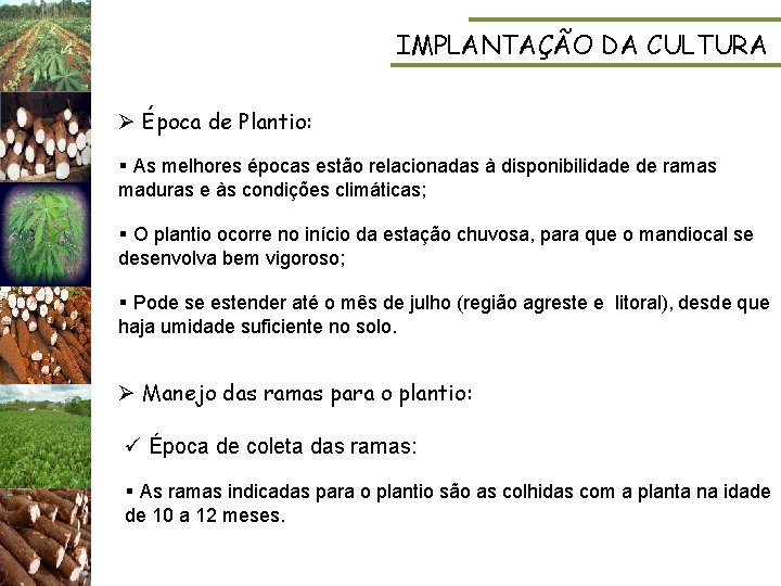 IMPLANTAÇÃO DA CULTURA Ø Época de Plantio: § As melhores épocas estão relacionadas à
