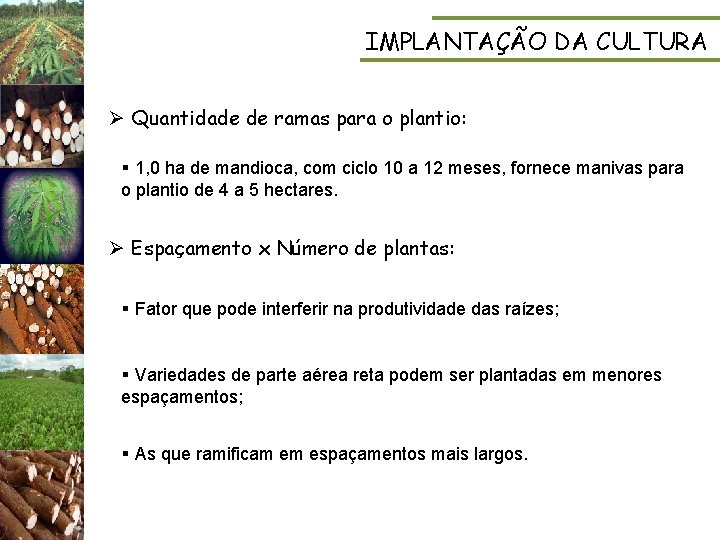 IMPLANTAÇÃO DA CULTURA Ø Quantidade de ramas para o plantio: § 1, 0 ha