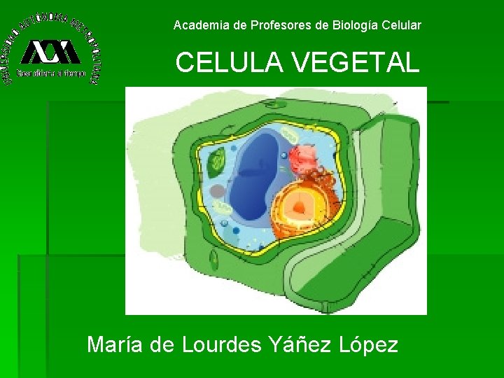 Academia de Profesores de Biología Celular CELULA VEGETAL María de Lourdes Yáñez López 