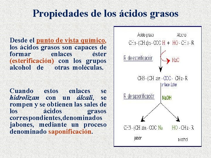 Propiedades de los ácidos grasos Desde el punto de vista químico, los ácidos grasos