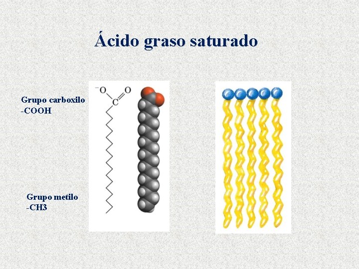 Ácido graso saturado Grupo carboxilo -COOH Grupo metilo -CH 3 