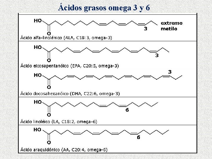 Ácidos grasos omega 3 y 6 