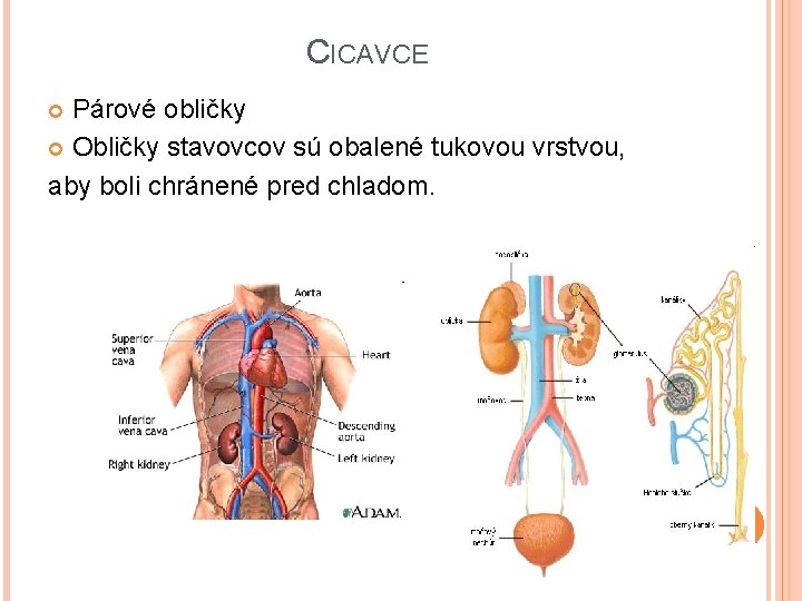 CICAVCE Párové obličky Obličky stavovcov sú obalené tukovou vrstvou, aby boli chránené pred chladom.