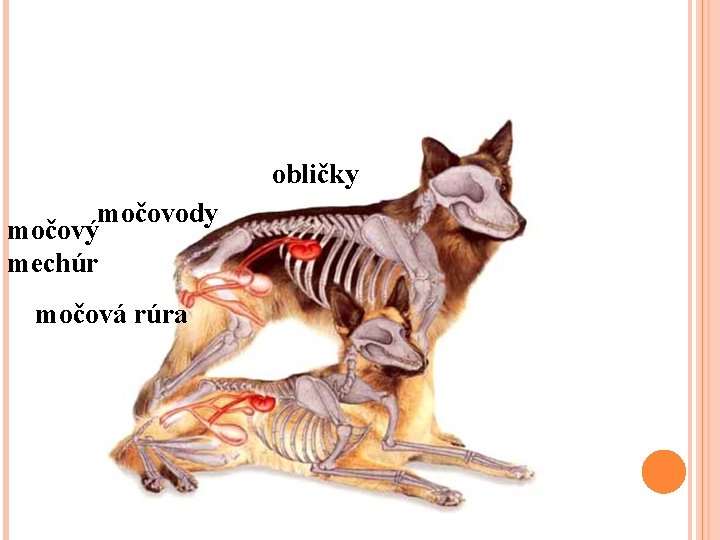 obličky močovody močový mechúr močová rúra 