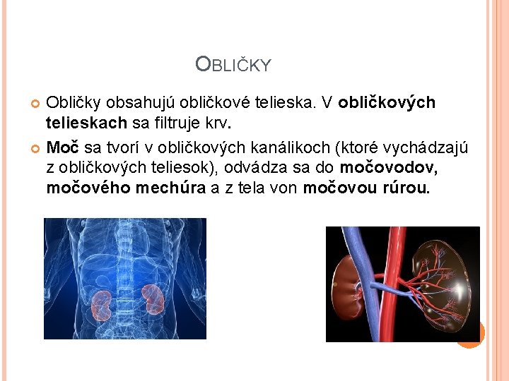 OBLIČKY Obličky obsahujú obličkové telieska. V obličkových telieskach sa filtruje krv. Moč sa tvorí