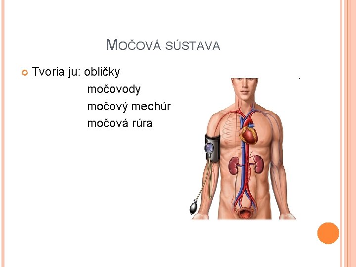 MOČOVÁ SÚSTAVA Tvoria ju: obličky močovody močový mechúr močová rúra 