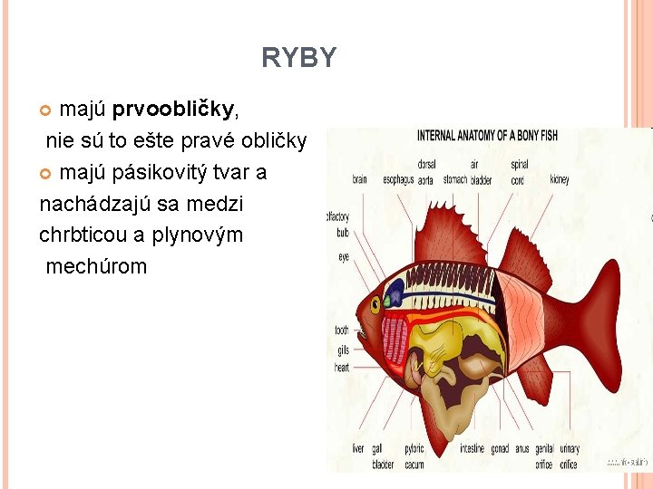 RYBY majú prvoobličky, nie sú to ešte pravé obličky majú pásikovitý tvar a nachádzajú