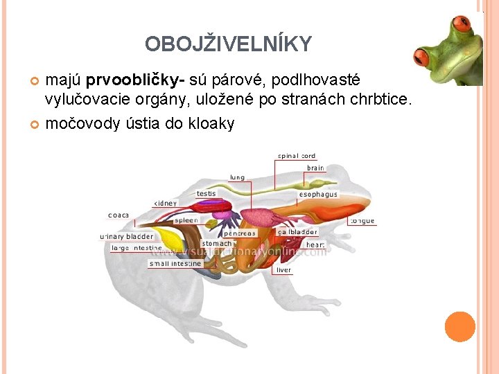 OBOJŽIVELNÍKY majú prvoobličky- sú párové, podlhovasté vylučovacie orgány, uložené po stranách chrbtice. močovody ústia