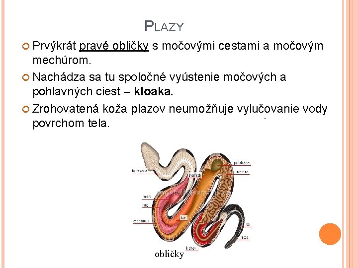 PLAZY Prvýkrát pravé obličky s močovými cestami a močovým mechúrom. Nachádza sa tu spoločné