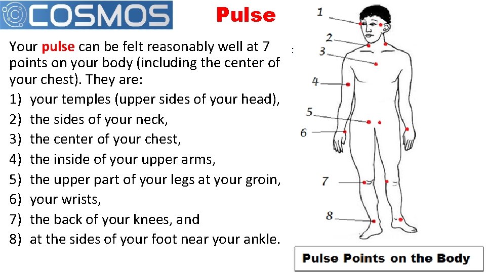 Pulse Your pulse can be felt reasonably well at 7 points on your body