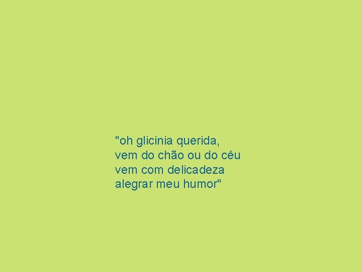 "oh glicinia querida, vem do chão ou do céu vem com delicadeza alegrar meu