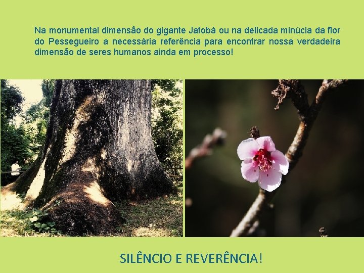 Na monumental dimensão do gigante Jatobá ou na delicada minúcia da flor do Pessegueiro