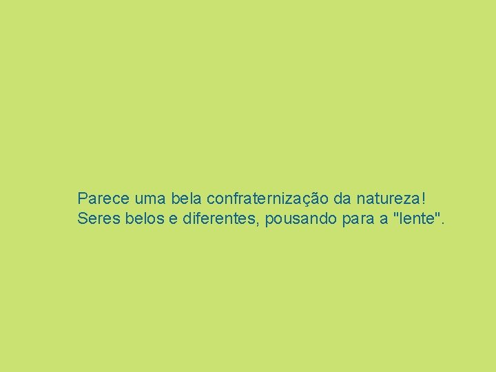 Parece uma bela confraternização da natureza! Seres belos e diferentes, pousando para a "lente".