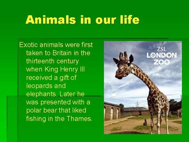 Animals in our life Exotic animals were first taken to Britain in the thirteenth