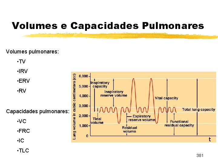 Volumes e Capacidades Pulmonares Volumes pulmonares: • TV • IRV • ERV • RV