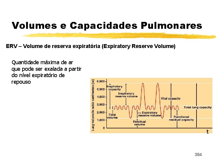 Volumes e Capacidades Pulmonares ERV – Volume de reserva expiratória (Expiratory Reserve Volume) Quantidade