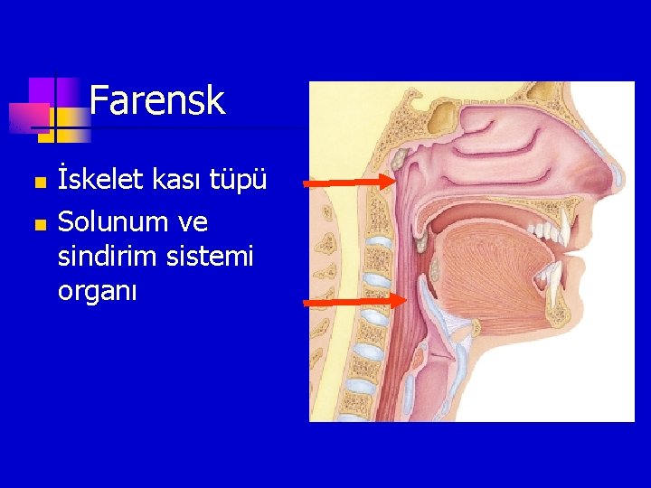 Farensk n n İskelet kası tüpü Solunum ve sindirim sistemi organı 