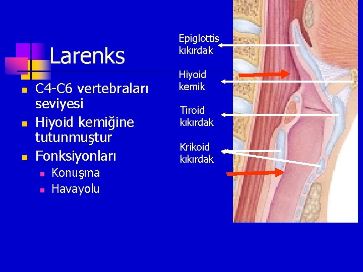 Larenks n n n C 4 -C 6 vertebraları seviyesi Hiyoid kemiğine tutunmuştur Fonksiyonları