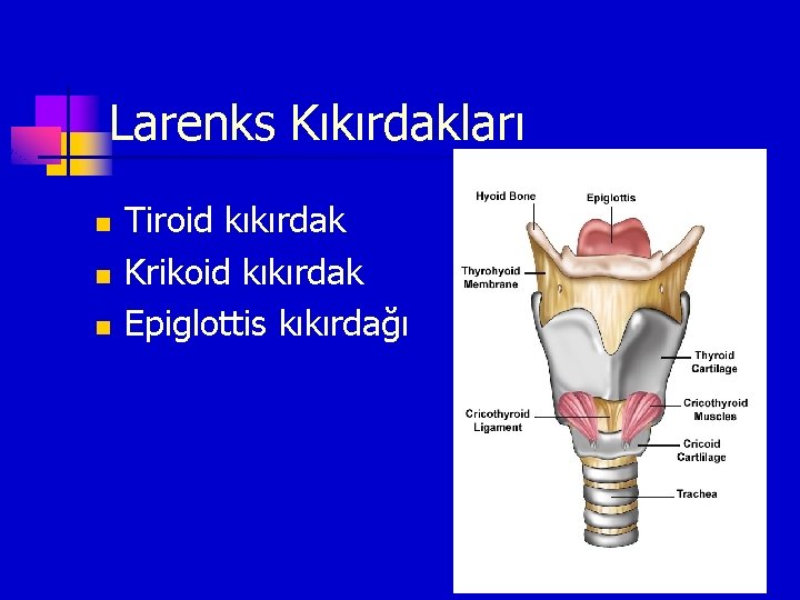 Larenks Kıkırdakları n n n Tiroid kıkırdak Krikoid kıkırdak Epiglottis kıkırdağı 