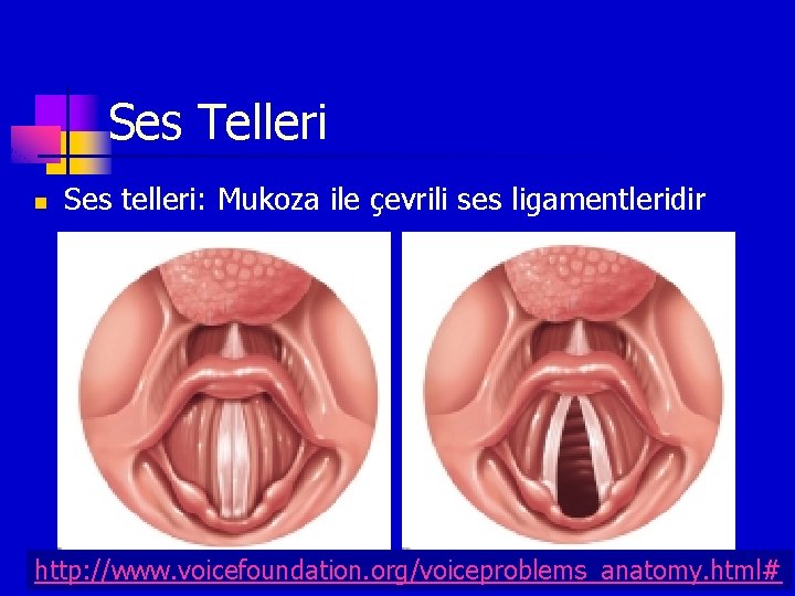 Ses Telleri n Ses telleri: Mukoza ile çevrili ses ligamentleridir http: //www. voicefoundation. org/voiceproblems_anatomy.