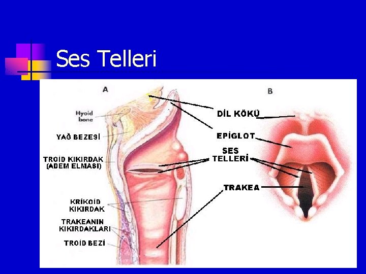 Ses Telleri 