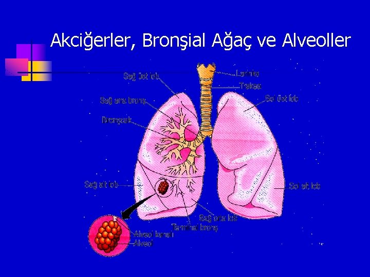 Akciğerler, Bronşial Ağaç ve Alveoller 