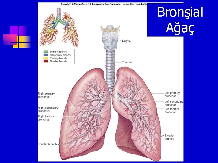 Bronşial Ağaç 