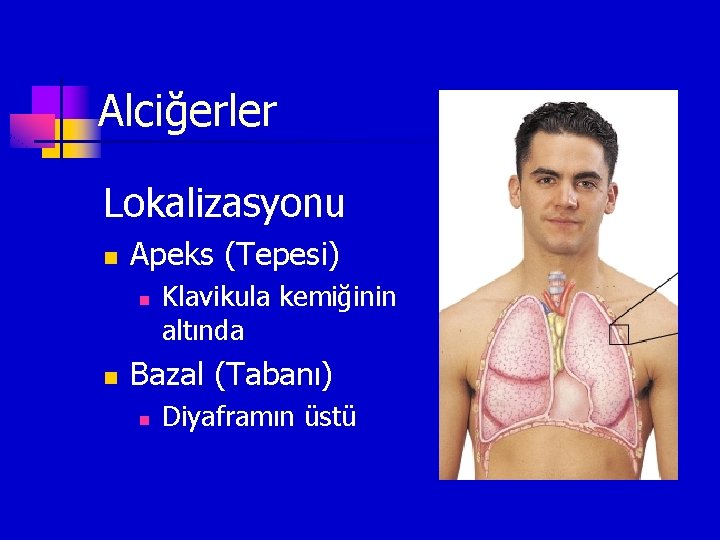 Alciğerler Lokalizasyonu n Apeks (Tepesi) n n Klavikula kemiğinin altında Bazal (Tabanı) n Diyaframın