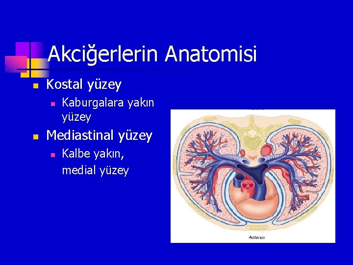 Akciğerlerin Anatomisi n Kostal yüzey n n Kaburgalara yakın yüzey Mediastinal yüzey n Kalbe