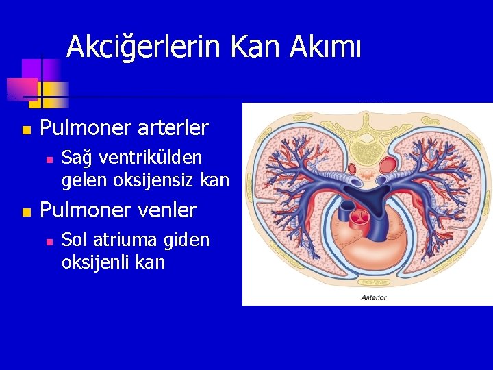 Akciğerlerin Kan Akımı n Pulmoner arterler n n Sağ ventrikülden gelen oksijensiz kan Pulmoner