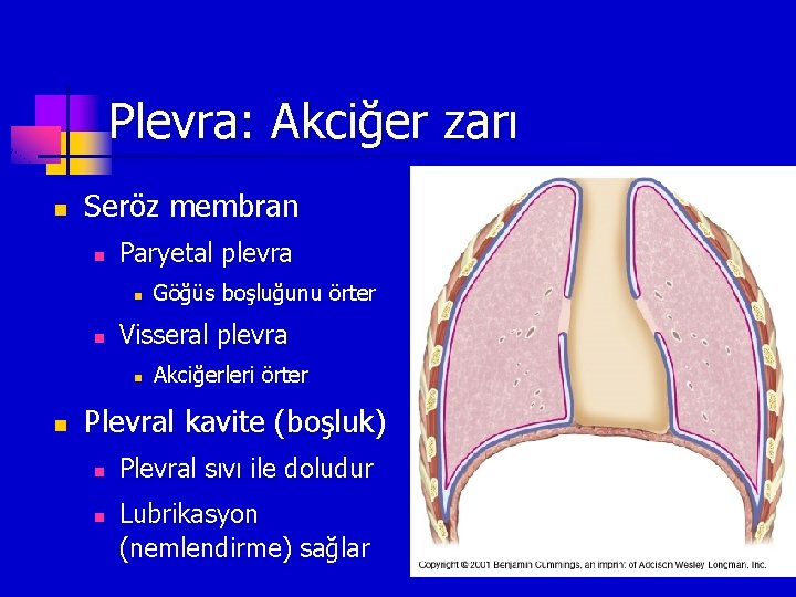 Plevra: Akciğer zarı n Seröz membran n Paryetal plevra n n Visseral plevra n