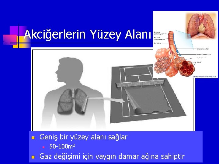 Akciğerlerin Yüzey Alanı n Geniş bir yüzey alanı sağlar n n 50 -100 m