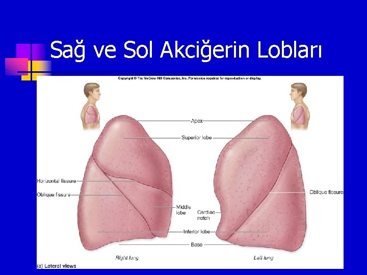 Sağ ve Sol Akciğerin Lobları 