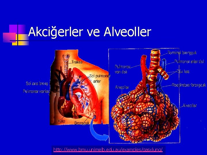 Akciğerler ve Alveoller http: //www. bmu. unimelb. edu. au/examples/gasxlung/ 