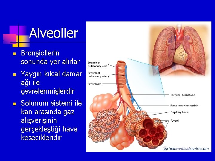 Alveoller n n n Bronşiollerin sonunda yer alırlar Yaygın kılcal damar ağı ile çevrelenmişlerdir