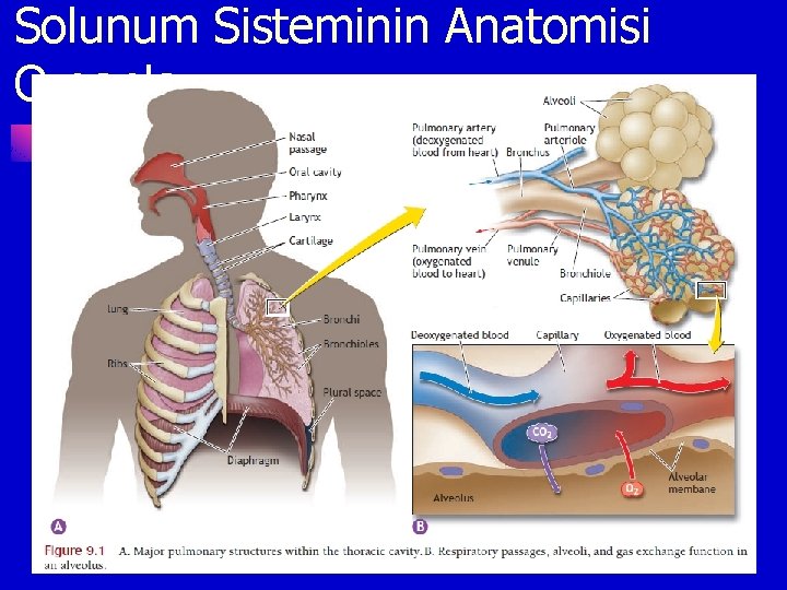 Solunum Sisteminin Anatomisi Organları 