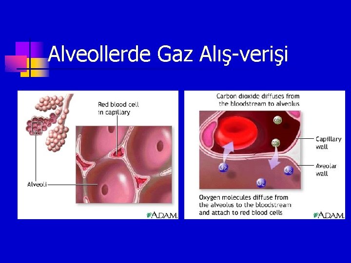 Alveollerde Gaz Alış-verişi 