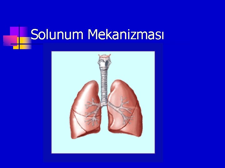 Solunum Mekanizması 
