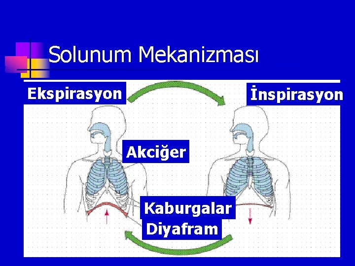 Solunum Mekanizması Ekspirasyon İnspirasyon Akciğer Kaburgalar Diyafram 