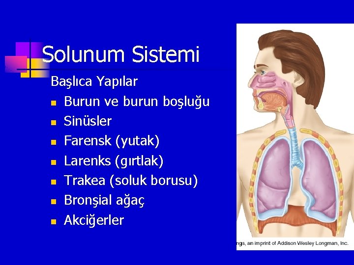 Solunum Sistemi Başlıca Yapılar n Burun ve burun boşluğu n Sinüsler n Farensk (yutak)