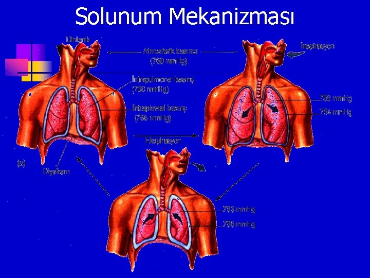 Solunum Mekanizması 