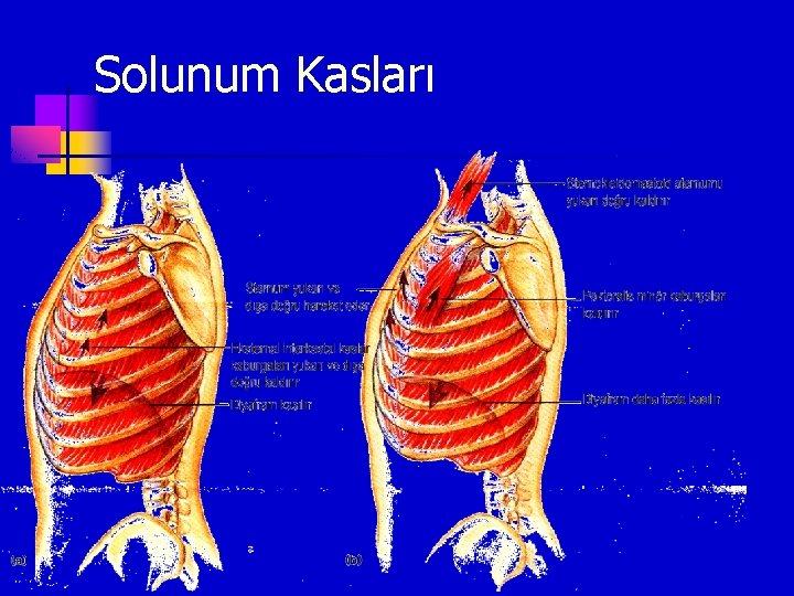 Solunum Kasları 