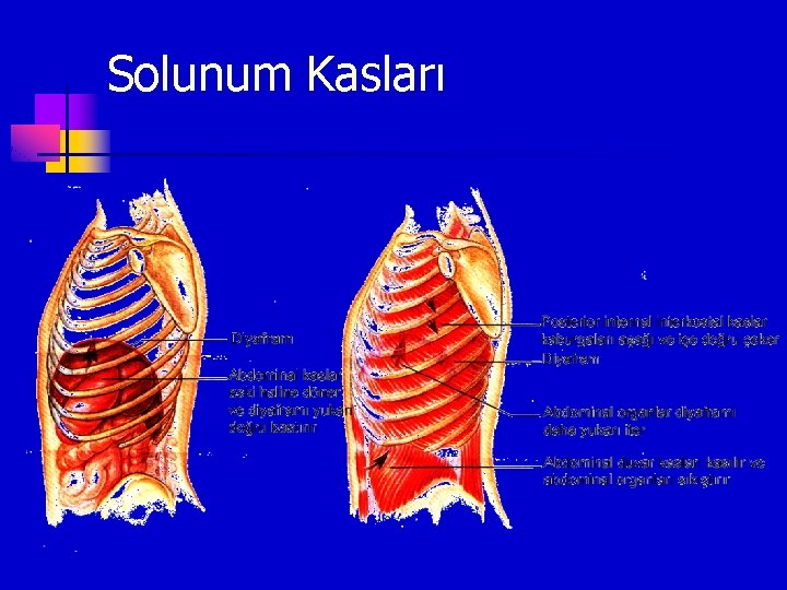 Solunum Kasları 