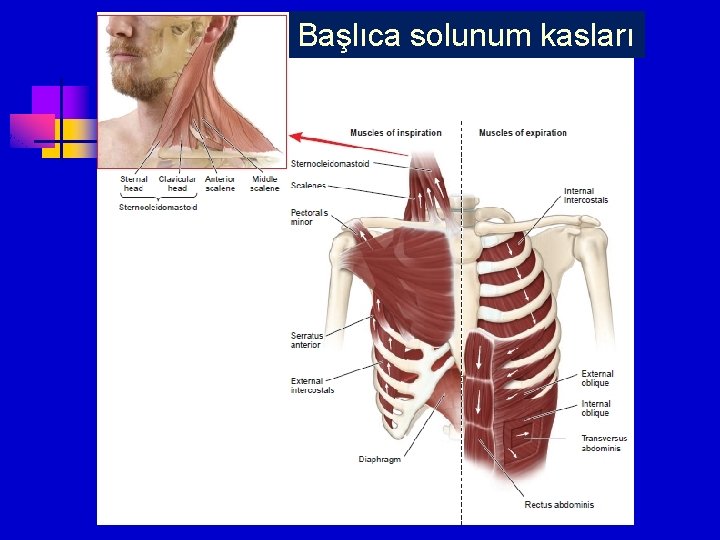 Başlıca solunum kasları 