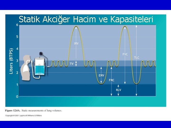 Statik Akciğer Hacim ve Kapasiteleri 