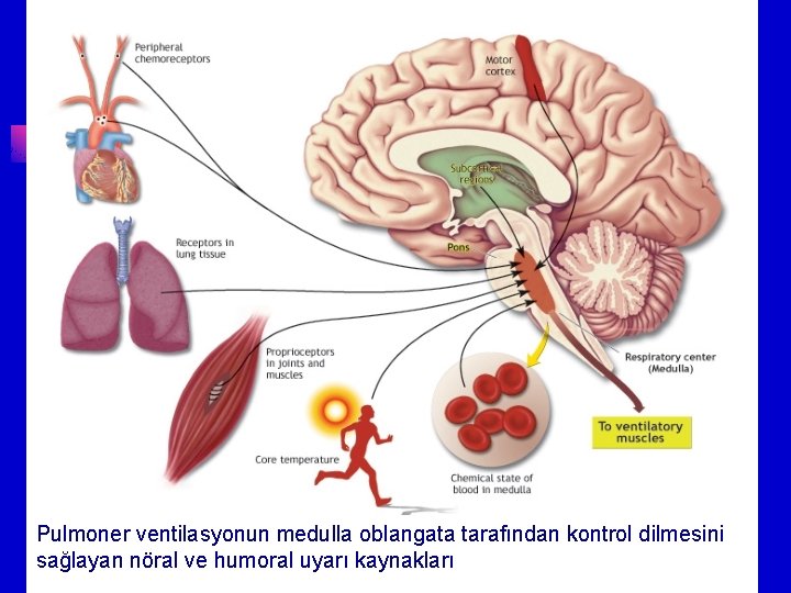 Pulmoner ventilasyonun medulla oblangata tarafından kontrol dilmesini sağlayan nöral ve humoral uyarı kaynakları 