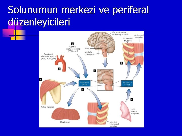 Solunumun merkezi ve periferal düzenleyicileri 