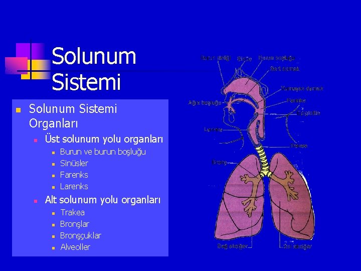 Solunum Sistemi n Solunum Sistemi Organları n Üst solunum yolu organları n n n